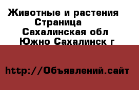  Животные и растения - Страница 35 . Сахалинская обл.,Южно-Сахалинск г.